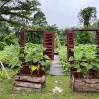 Angkor's Blooming Haven: Nature's Delight