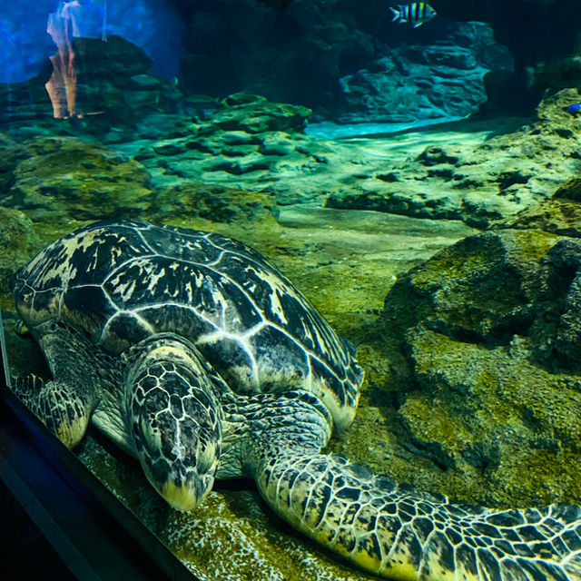 พิพิธภัณฑ์สัตว์น้ำท่าเรือนาโกย่า 名古屋港水族館