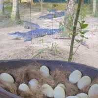 Butterfly and reptile sanctuary, Melaka