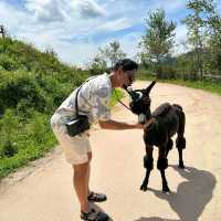 Have you walk an Alpaca?