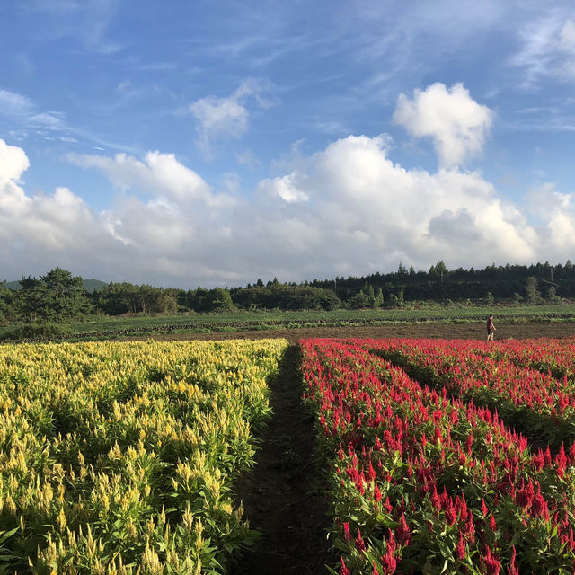 🌸계절마다 다른 알록달록 꽃밭, 서귀포 보롬왓🌸