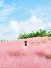 🎀가을 아름다운 분홍빛의 꽃 천국 [제주, 휴애리자연생활공원] 🍁
