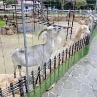 神戸市立六甲山牧場