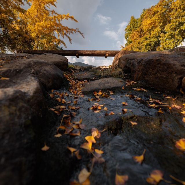 Beautiful Autumn ofGinkgo Village in Boryeong