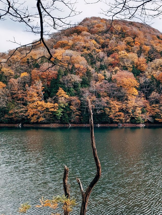 🇯🇵日本青森👣世界遺產 白神山地&十二湖 楓葉的顏色太美了😳