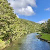 Whangārei Wonders: Nature's Embrace Beckons