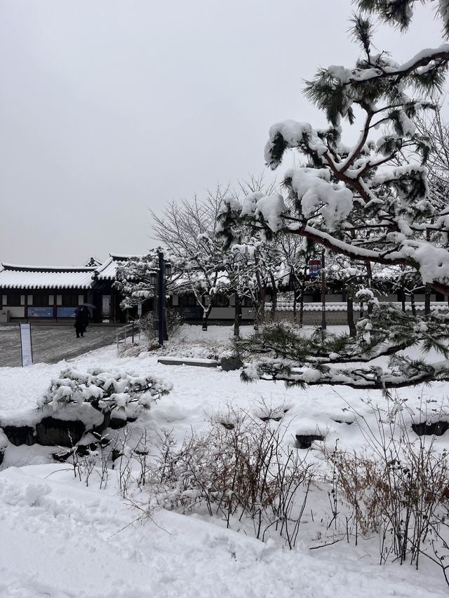 강원도 안 가도 눈꽃 구경 제대로 할 수 있는 서울 숨은 명소❄️