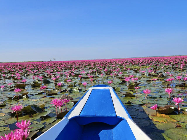 ทะเลบัวแดง จ.อุดรธานี