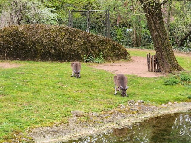 【瑞士】 巴賽爾動物園：瑞士最古老的動物園