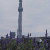 「隅田川步道」：淺草至晴空塔最快散步路線，日本必去打卡點