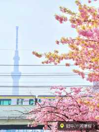 ここだけは押さえておきたい都内河津桜4選✨