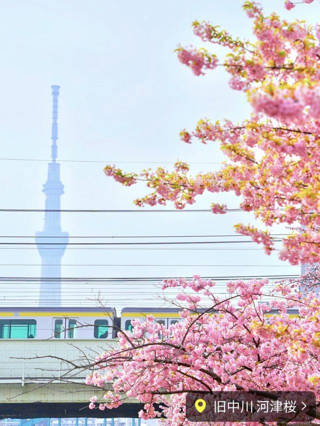 ここだけは押さえておきたい都内河津桜4選✨