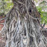 Sighting Miracle Nature Buddha Statue Tree
