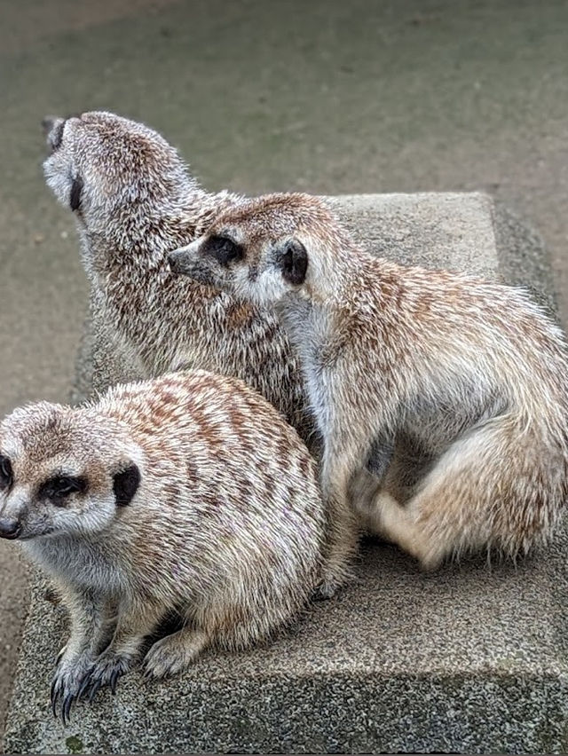 Yokohama Zoological Gardens “Zoorasia” 