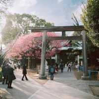 【東京】飛行機✈️×桜🌸を楽しめる「荏原神社」が見ごろになりました！
