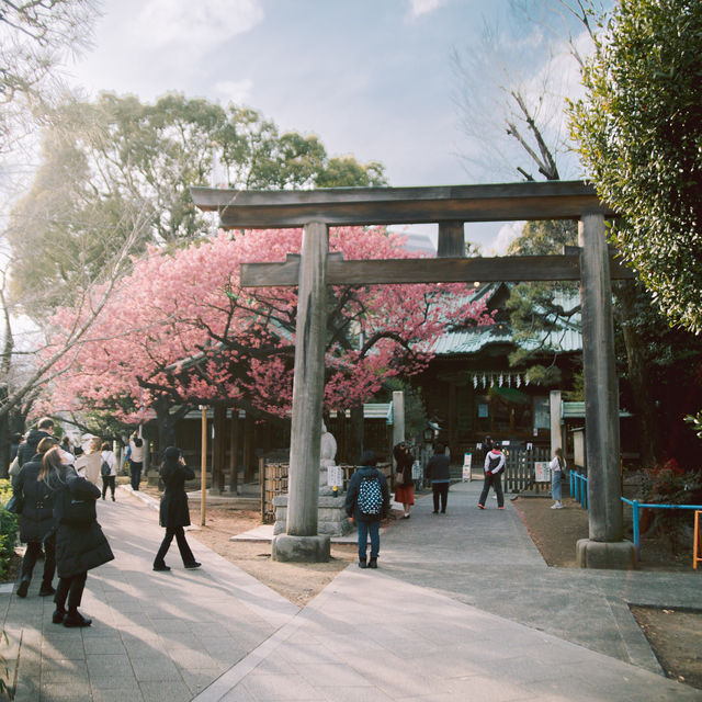 【東京】飛行機✈️×桜🌸を楽しめる「荏原神社」が見ごろになりました！