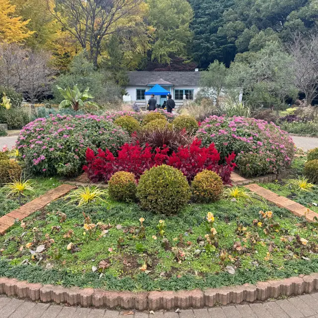 【東京】代代木公園：櫻花盛放，適合情人節遊覽