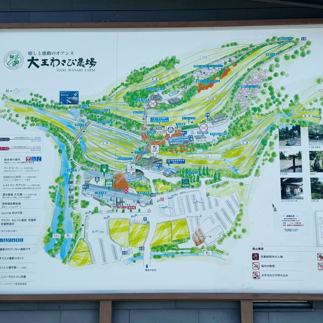 Daio Wasabi Farm, Nagano 🇯🇵