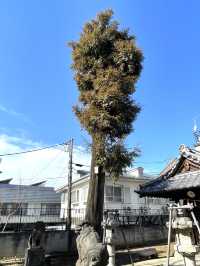 【北野神社西町天神/東京都】梅とカヤと銀杏に囲まれた神社