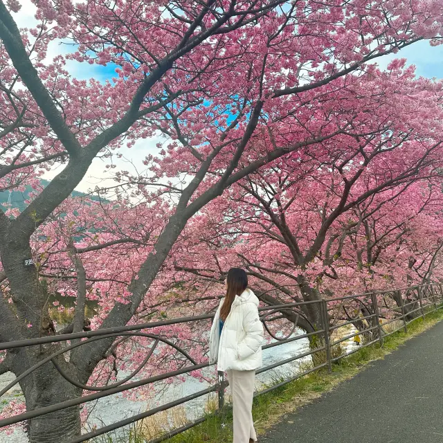 日本近郊｜超值得超宏觀的櫻花步道🌸