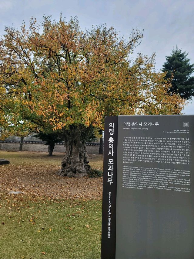 외국여행객들도 찾는 경남여행코스로 추천해요✨️