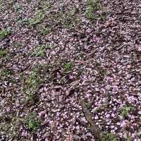 เที่ยวชม Sakura at Matsuda , Japan