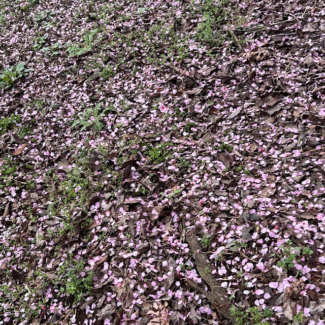 เที่ยวชม Sakura at Matsuda , Japan