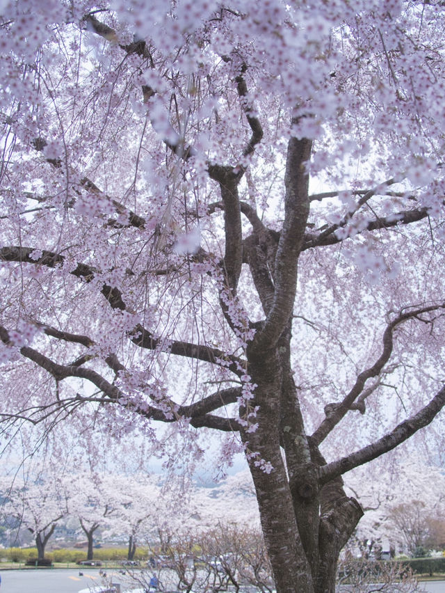 無料で楽しめる😍高台から見下ろす圧巻の桜並木🌸