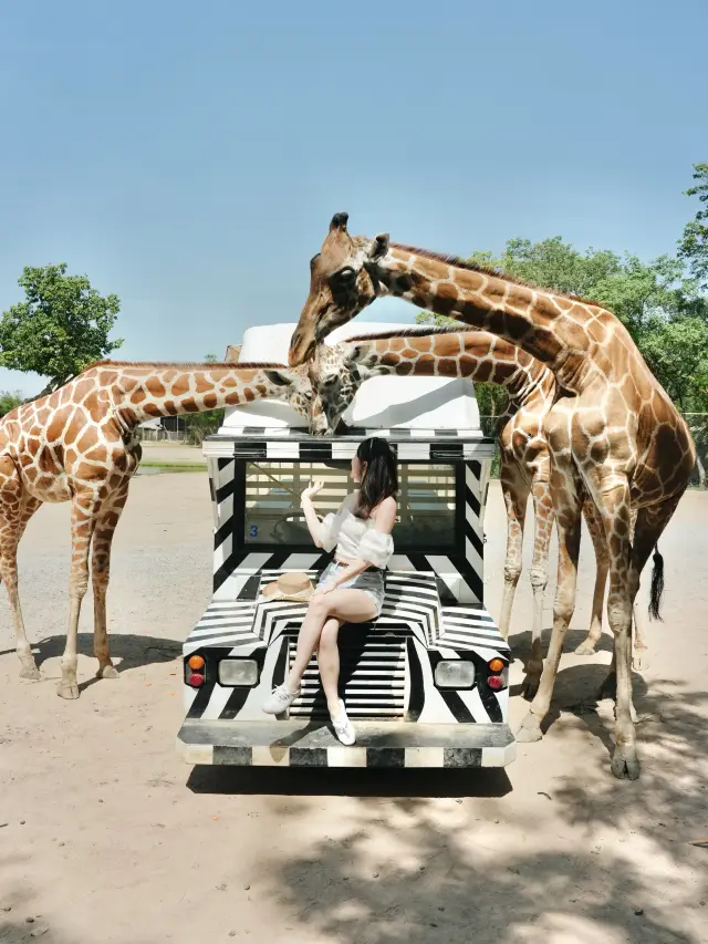 🇹🇭曼谷北碧府 Safari Park Kanchanaburi 🦒坐巴士遊覽動物園🚌 近距離與動物接觸！