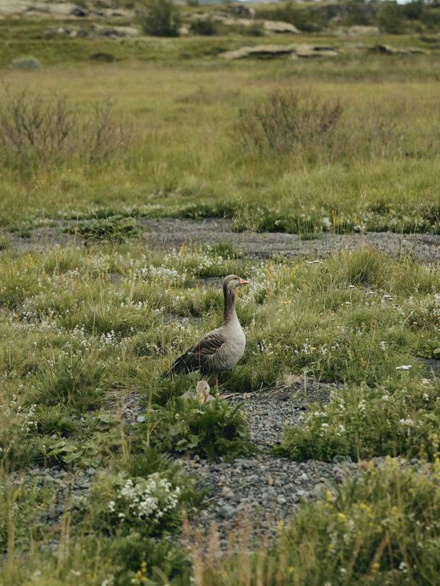 🇮🇸 冰島 Golden Circle 景點 —— Thingvellir國家公園 