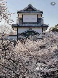 桜🌸×お城🏯×庭園🍃見逃したくない！金沢のお花見🌸 