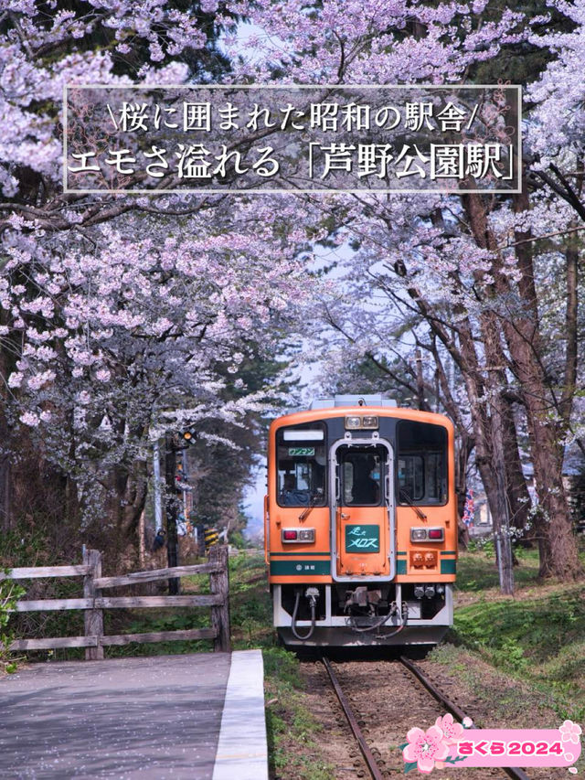 青森・桜】駅と列車と桜のコラボレーション🚃🌸穴場のエモいスポット✨※アクセス解説付き