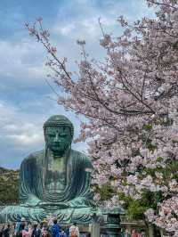 Spring in Kotoku-in ; Kamakura Daibutsu