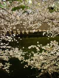 【目黒川/東京都】桜満開になったら、まずは目黒川へ