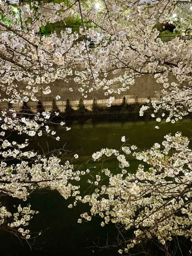 【目黒川/東京都】桜満開になったら、まずは目黒川へ