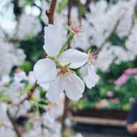 Sakura 🌸 2024 @ Gardens by The Bay 🇸🇬