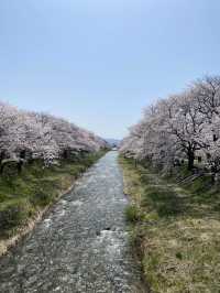 富山　春の四重奏