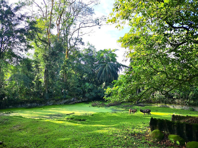 Taiping Zoo & Night Safari