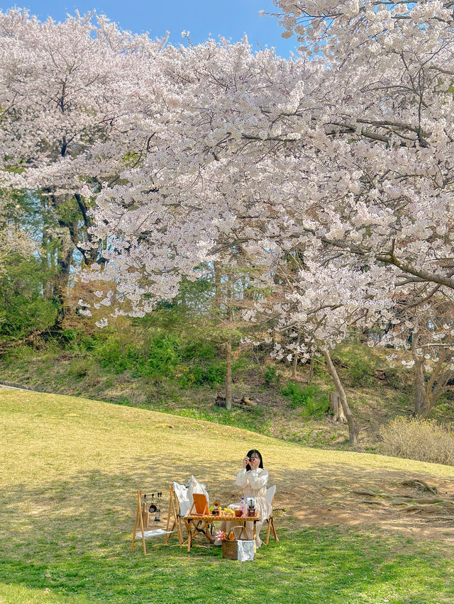 오늘자 실시간 상당산성 벚꽃 개화현황💖