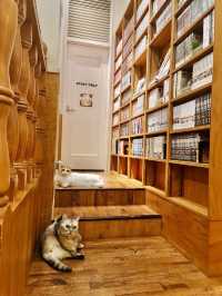 Cat Cafe MOCHA Harajuku