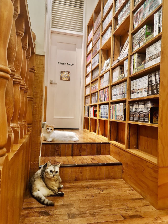 Cat Cafe MOCHA Harajuku