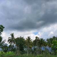 Coconut tree province