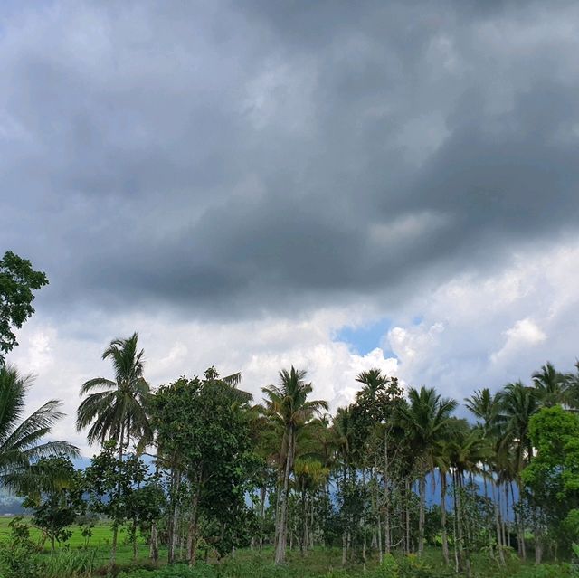 Coconut tree province