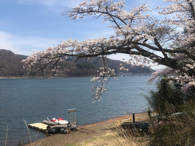 🌸「富士山畔，尋找心靈寧靜的避風港」🌸