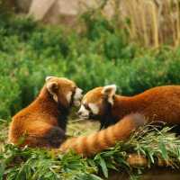 六福村野生動物園：近距離欣賞珍稀動物，親子娛樂的理想去處