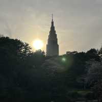 桜鑑賞【新宿御苑and北の丸公園】