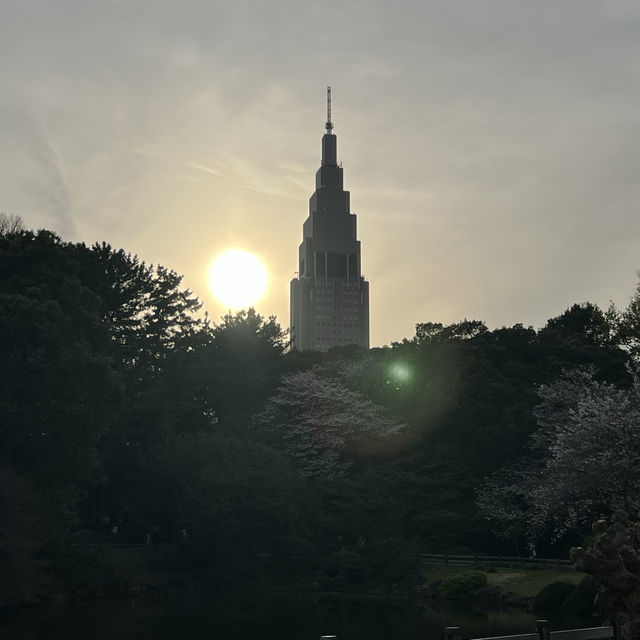 桜鑑賞【新宿御苑and北の丸公園】