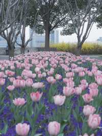 【上海黃浦區】晚櫻鬱金香公園