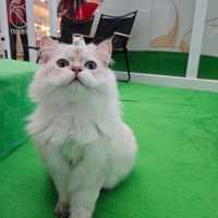 貓癡必去超能貓空間🐱🐈🐈‍⬛