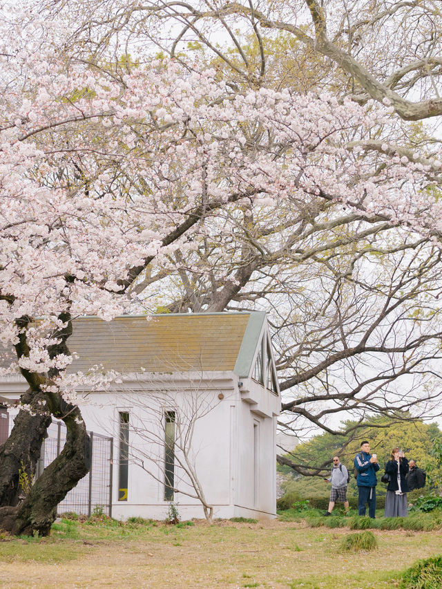 ปิกนิกชิลๆ ที่ ‘สวน Shinjuku Gyoen’ 🌸🌳